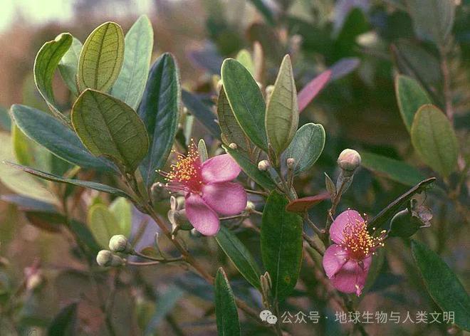 【植博业体育app物高级家具界全系列】桃金娘科—桃金娘亚科（五）：香桃木(图3)