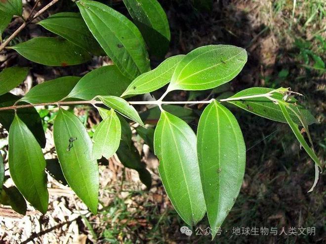 【植博业体育app物高级家具界全系列】桃金娘科—桃金娘亚科（五）：香桃木(图2)